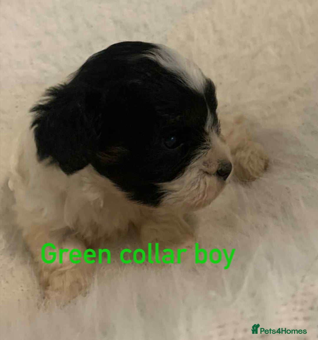 Cavachon dogs for sale: beautiful cavapoochon puppies  - Image 6