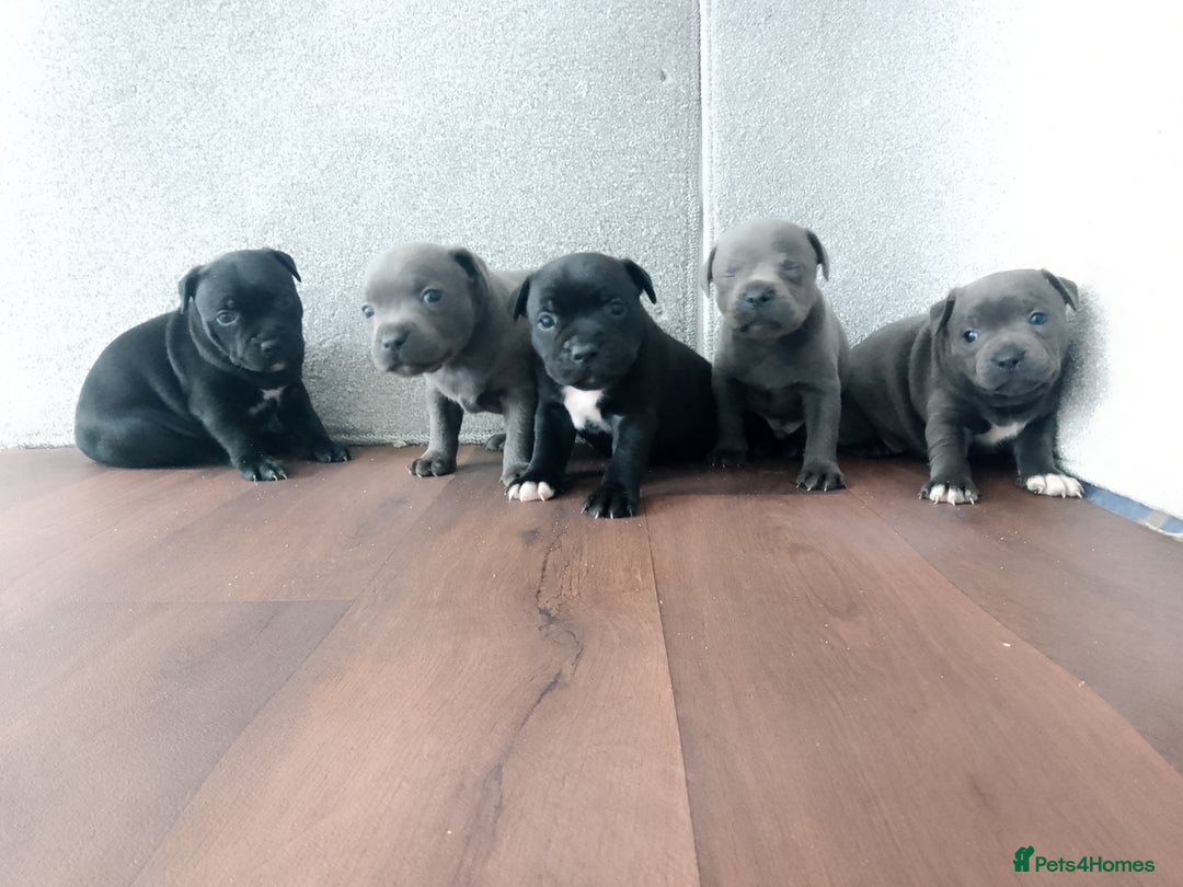 Staffordshire Bull Terrier dogs for sale: KC CHAMPION BLUE/BLACK PUPS TRUE EXAMPLES OF A SBT - Image 7
