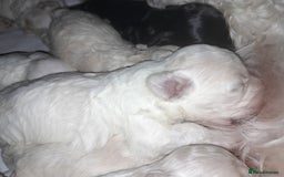 Maltipoo dogs for sale: HEALTH TESTED QUALITY F1 TOY MALTIPOO PUPPIES🩷  - Image 10