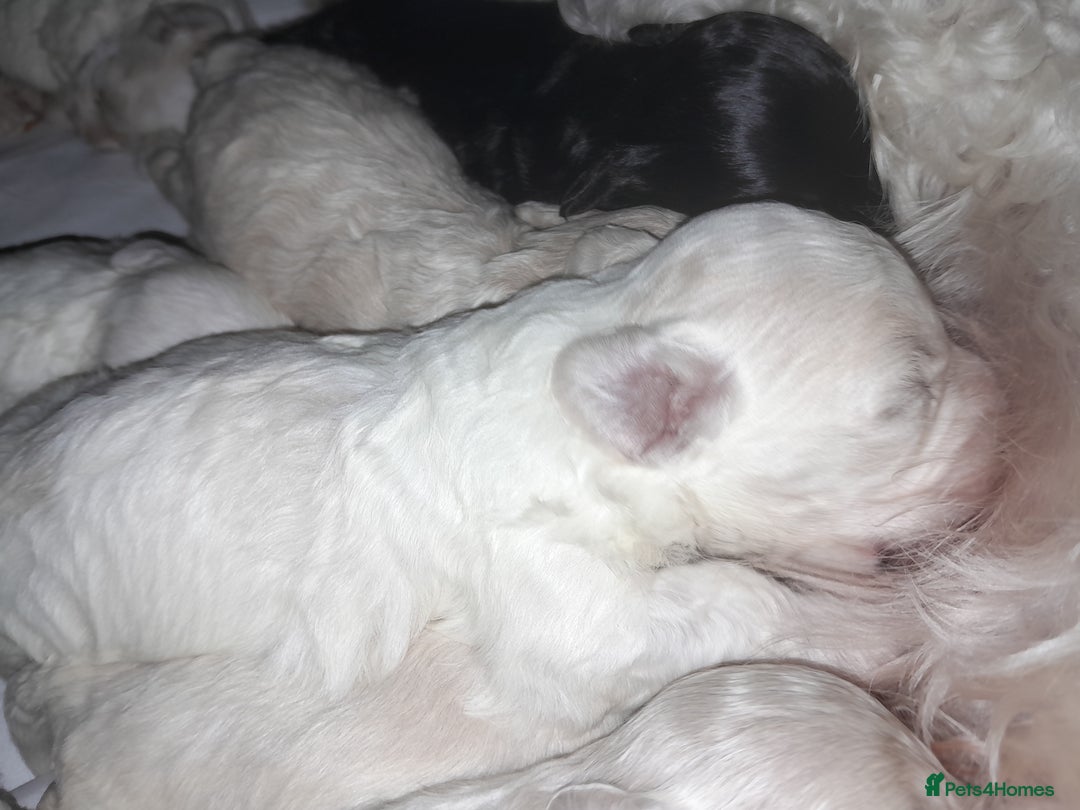 Maltipoo dogs for sale: HEALTH TESTED QUALITY F1 TOY MALTIPOO PUPPIES🩷  - Image 10