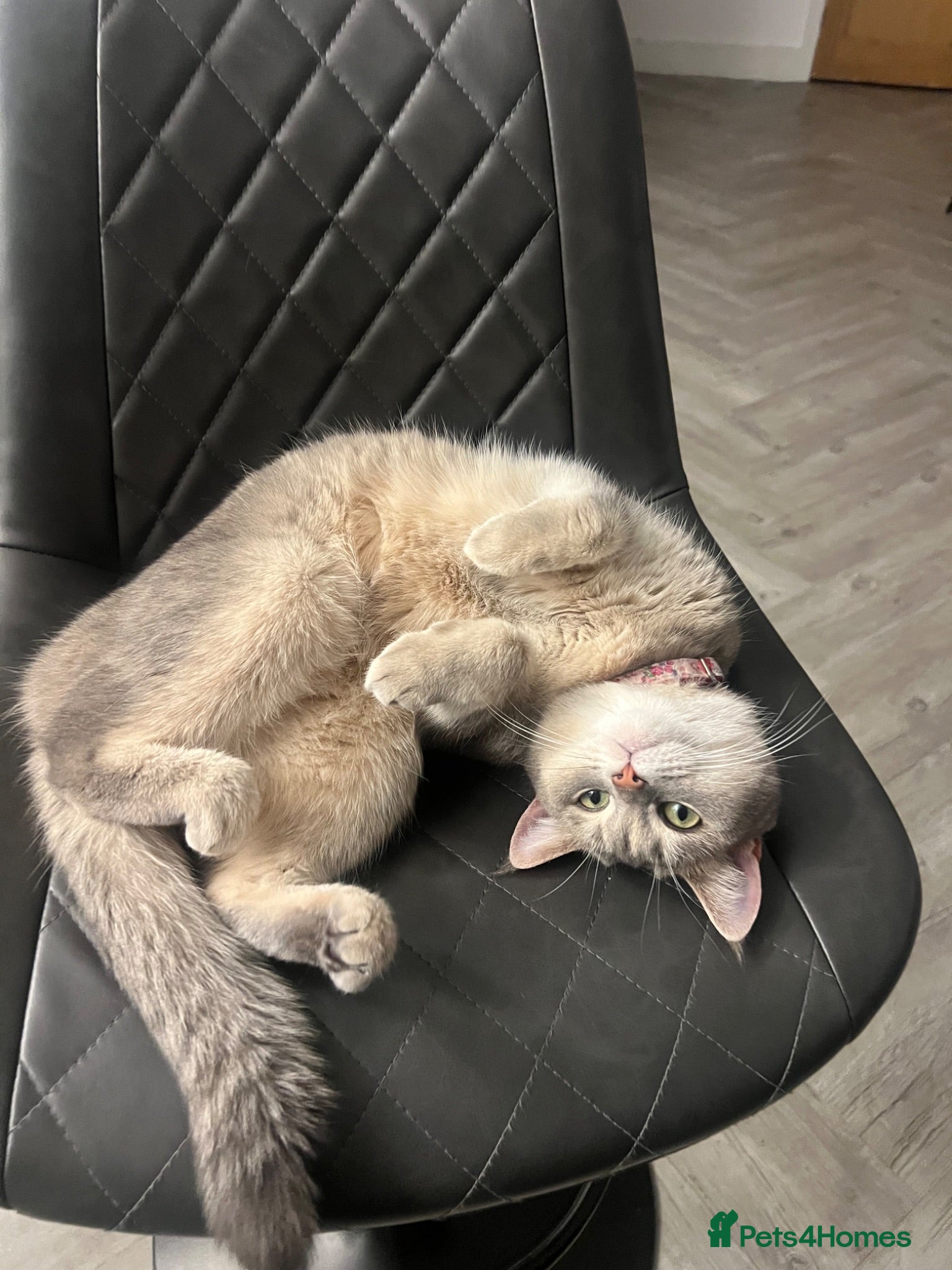Scottish Fold cats Scottish fold straight  - Advert 5