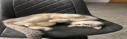 Scottish Fold cats for sale: Scottish fold straight  - Advert 1