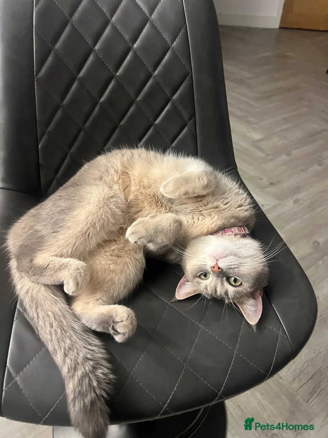 Scottish Fold cats for sale: Scottish fold straight  - Advert 1