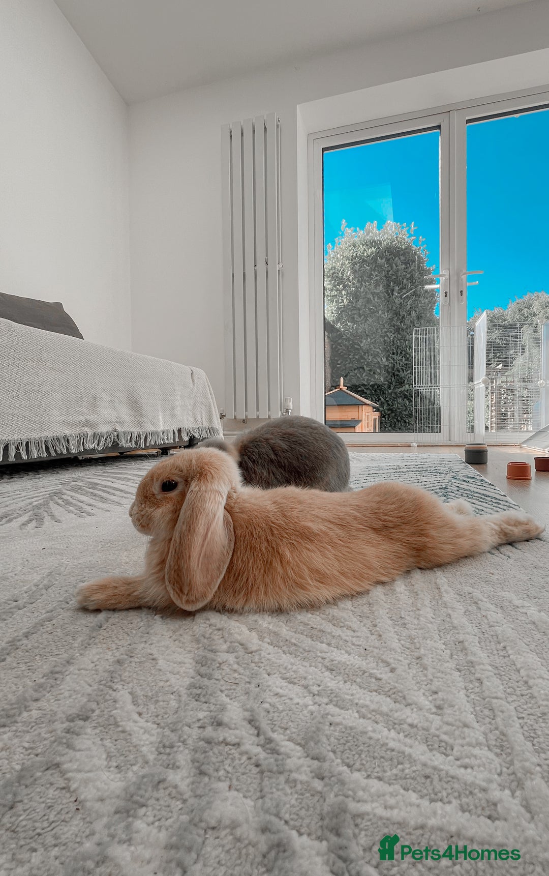 Mini Lop rabbits for sale: Bonded Mini Lop Bunnies Looking for a Loving Home - Advert 2