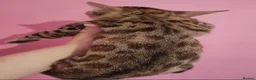 Mixed Breed cats for sale: Rare Torbie @75% Bengal Variants Kittens  - Advert 8