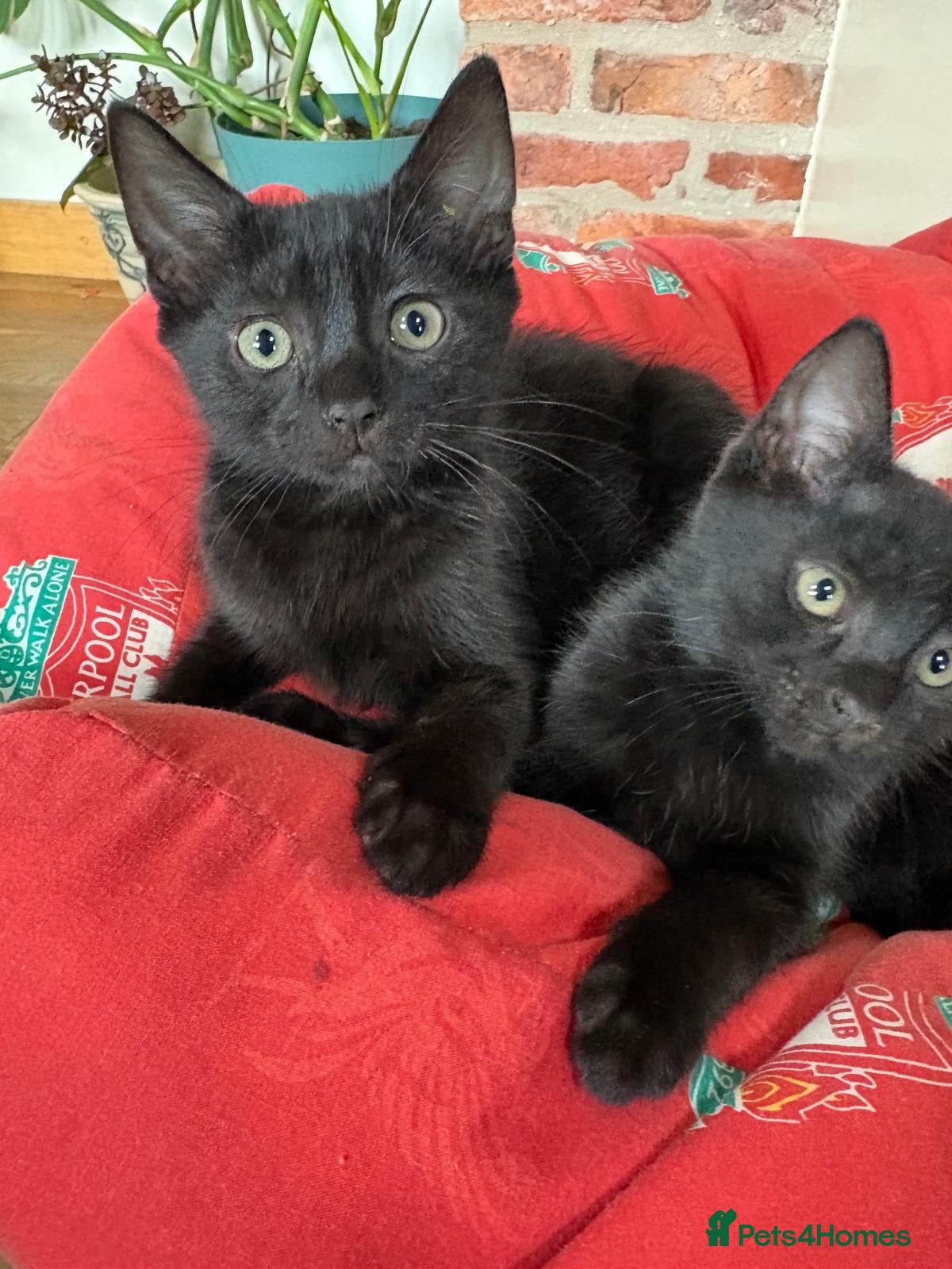Mixed Breed cats Kittens - Advert 3