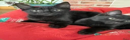 Mixed Breed cats for sale: Kittens - Advert 1