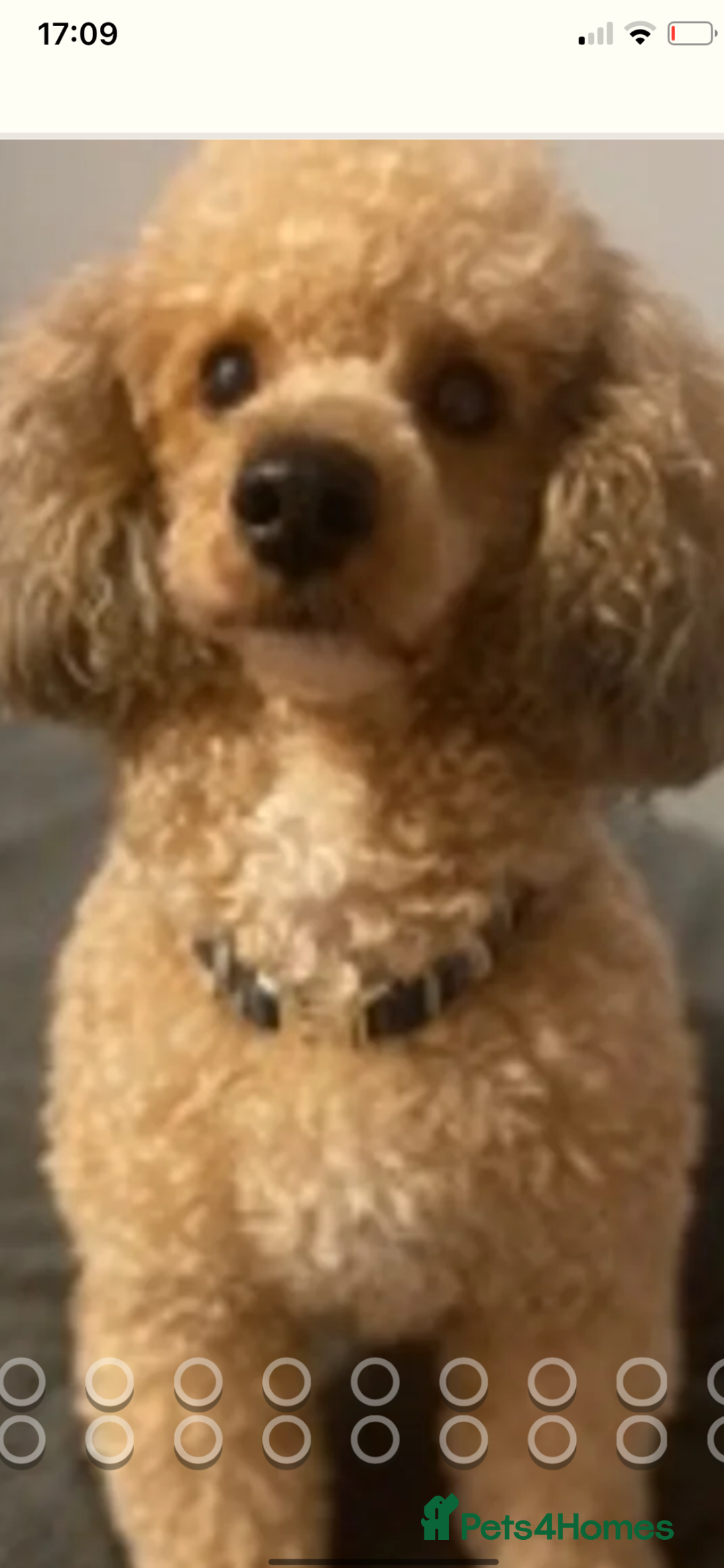 Cavapoo dogs for sale: F1b cavapoo fur babies therapy dog lines  - Image 4