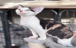 Devon Rex cats for sale: Pedigree Devons - Advert 8