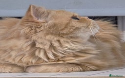 Persian cats for sale: Ginger Red Male Persian Kitten for Loving Home in London - Image 5