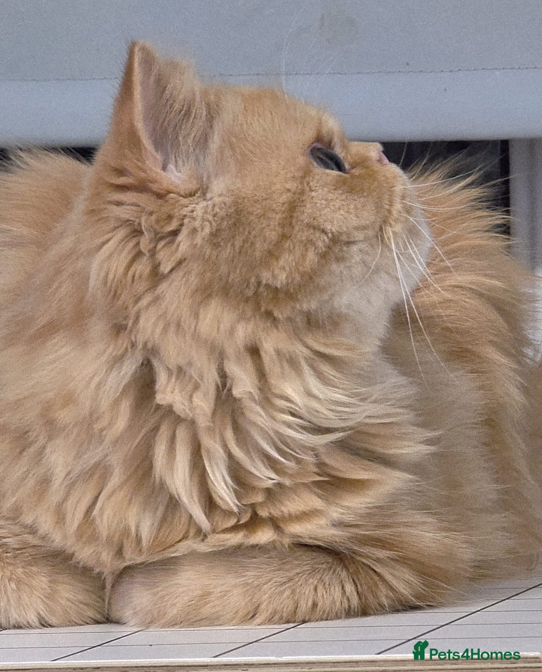 Persian cats for sale: Ginger Red Male Persian Kitten for Loving Home in London - Image 5