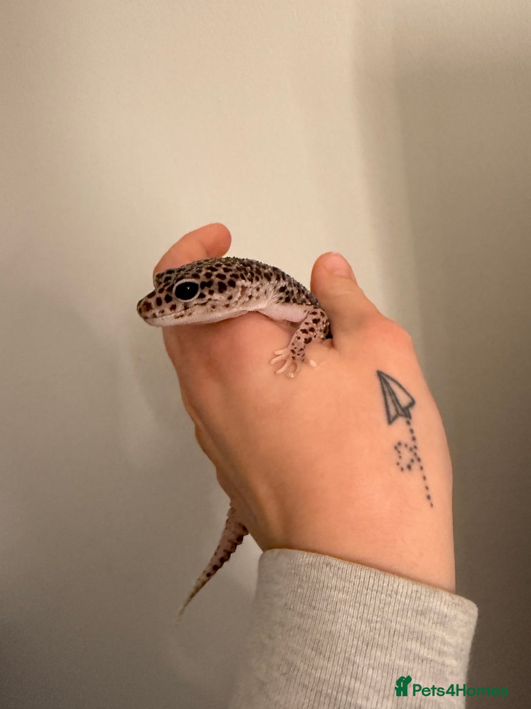 Leopard Gecko reptiles for sale: Female leopard gecko - Advert 2