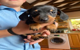 Dachshund dogs for sale: Miniature Dachshund Puppies   - Image 5
