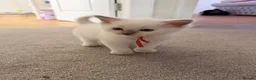 Ragdoll cats for sale: 🩵 GCCF Rare Lilac Male Ragdoll Kittens  - Advert 17