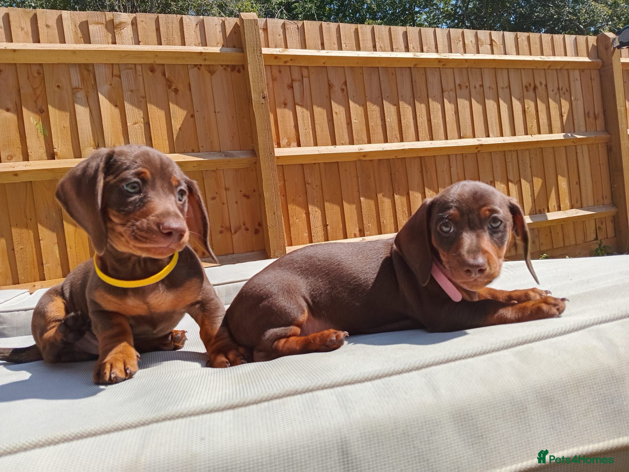 Dachshund dogs 2 Stunning Chunky Dachunds 1 female 💓 1 male 💛 - Advert 1