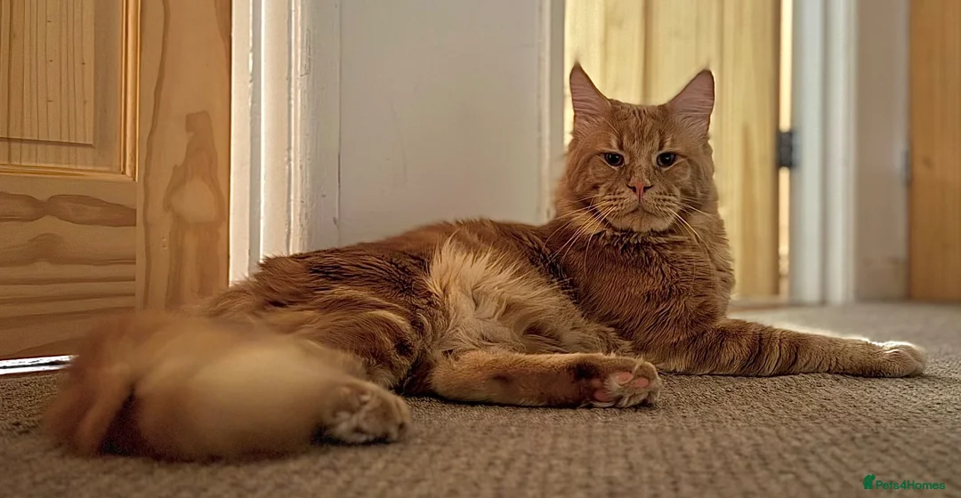 Maine Coon cats for sale: 3 Beautiful Mainecoon kittens in Gosport - Advert 12