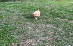 Labrador Retriever dogs for sale: 6 Pedigree Fox Red Labrador Puppies - Image 22