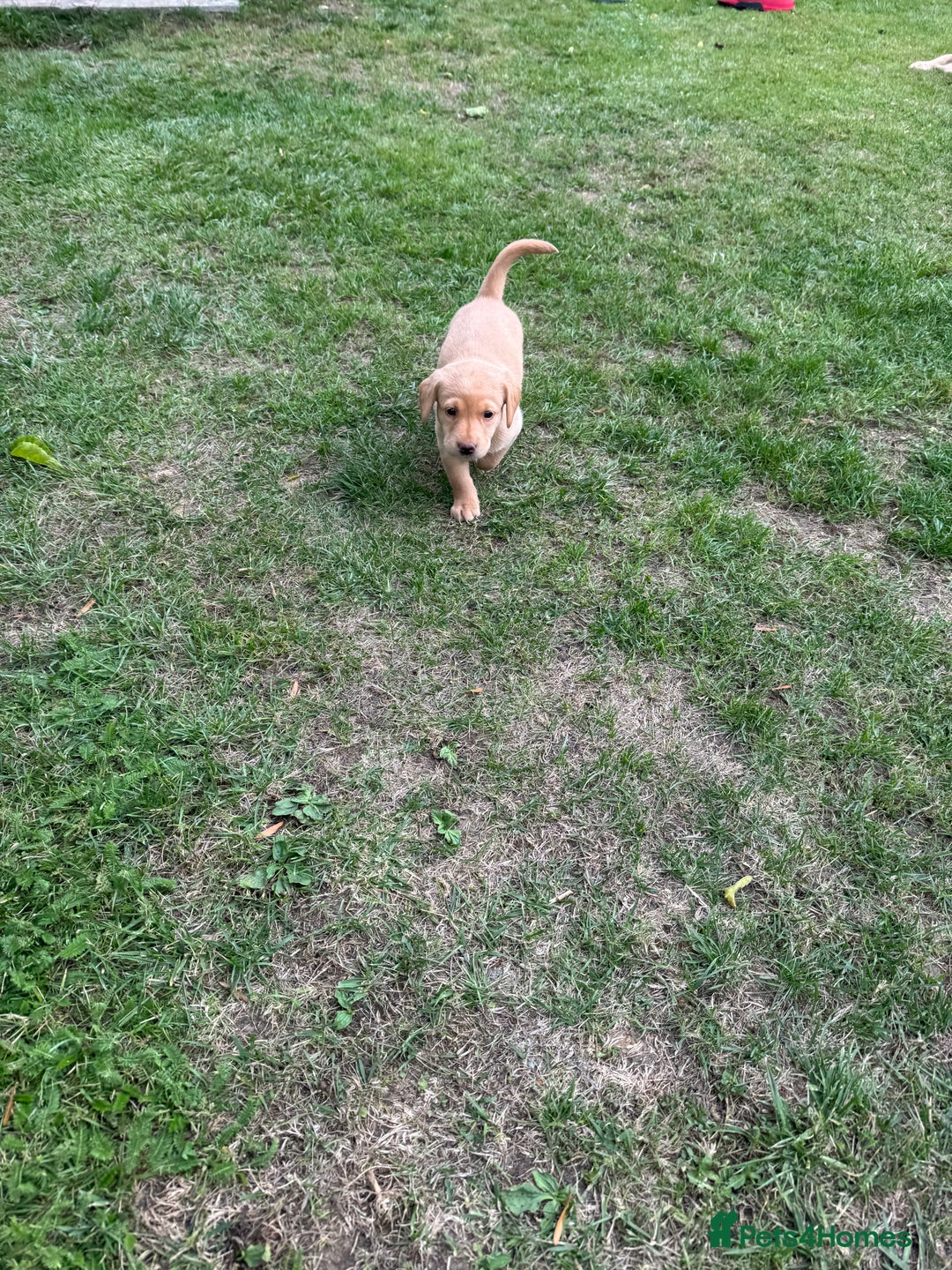 Labrador Retriever dogs for sale: 6 Pedigree Fox Red Labrador Puppies - Image 22
