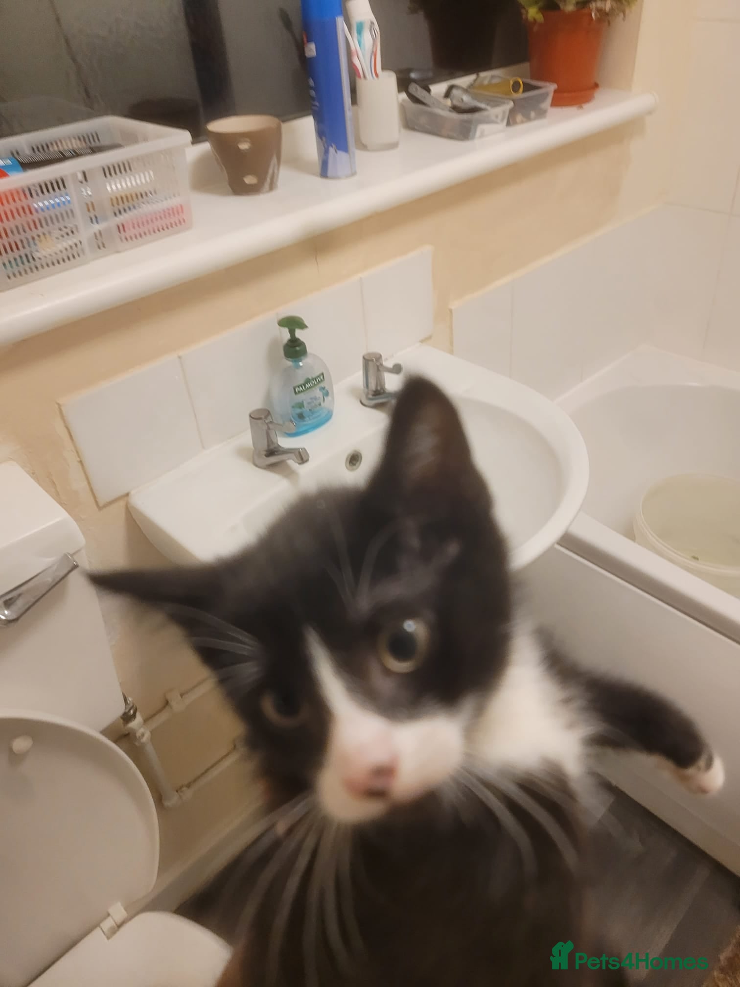 Bengal cats Tuxedo male kitten for sale  - Advert 1