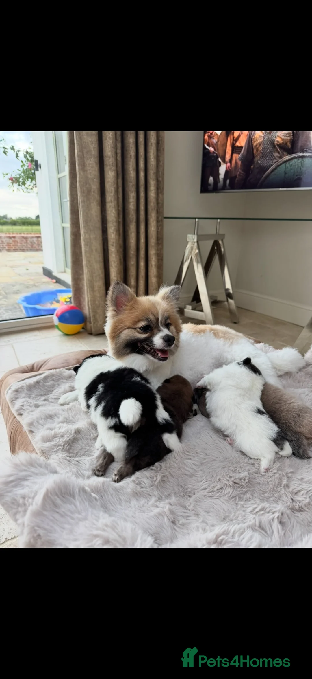 Pomeranian dogs for sale: 3 Perfect Poms  - Advert 6
