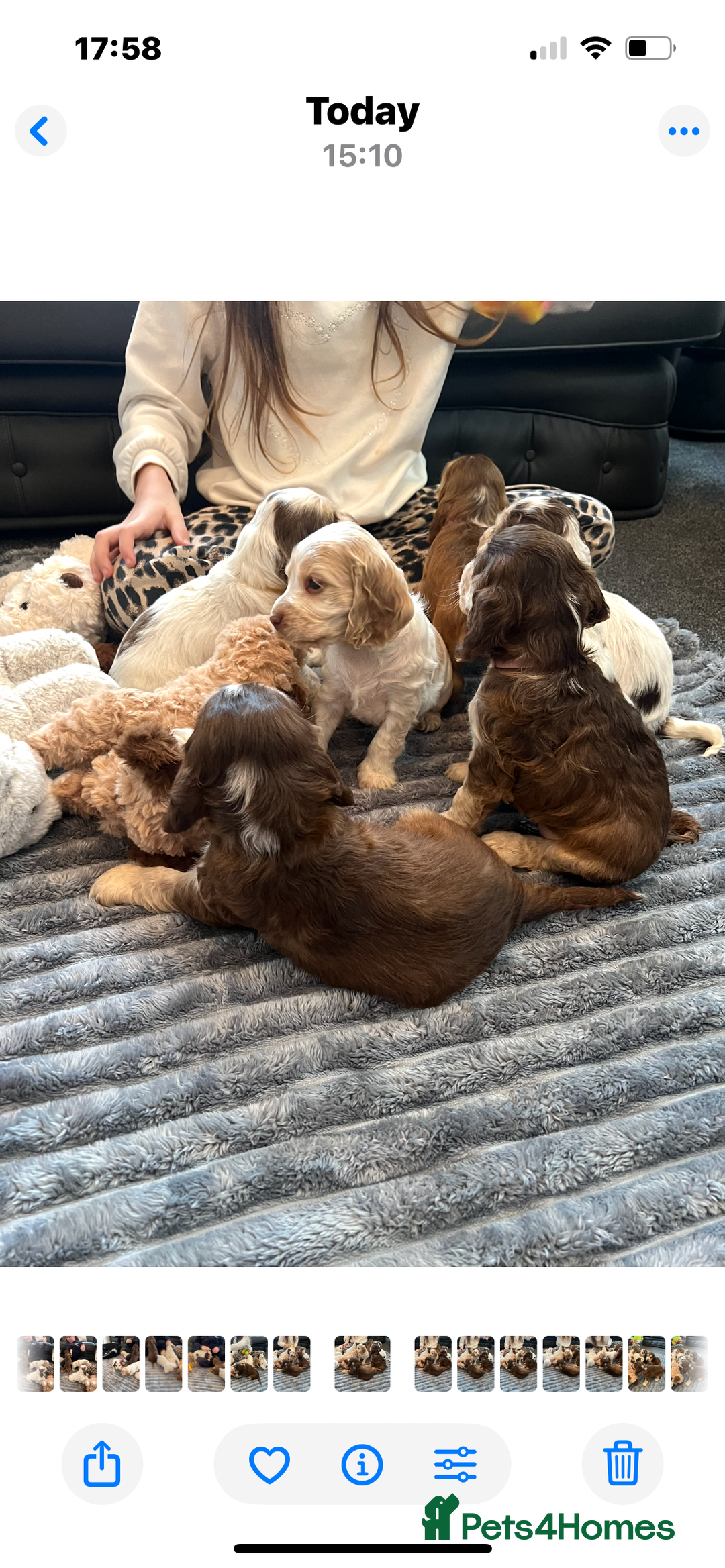 Cocker Spaniel dogs for sale: True show cocker spaniel pups  - Image 23
