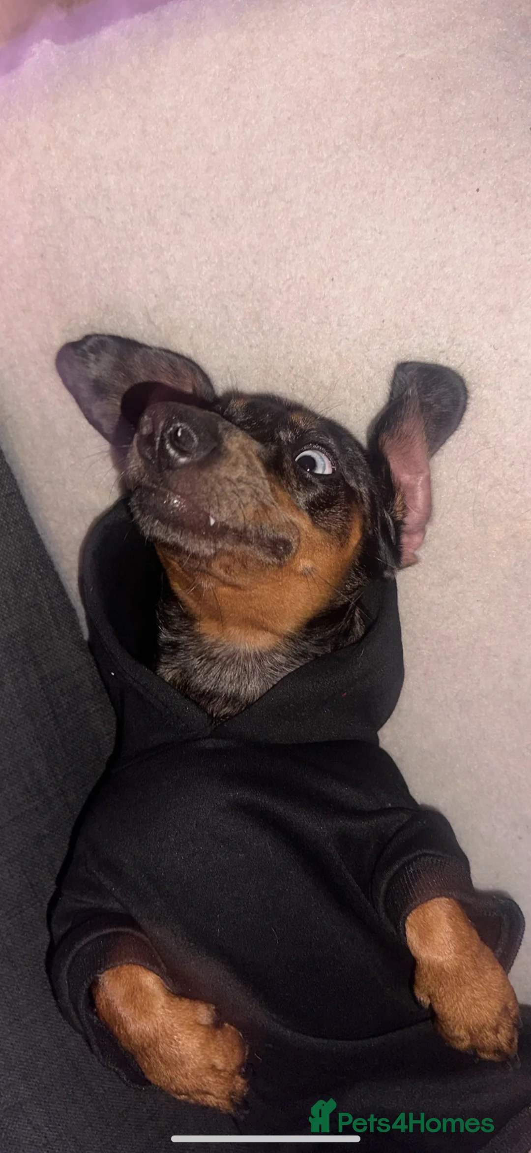 Miniature Dachshund dogs for sale: Toffee (Tofik) 1 year old, friendly dachshund in Manchester - Advert 2