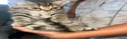 Bengal cats for sale: Beautiful kittens  - Advert 9