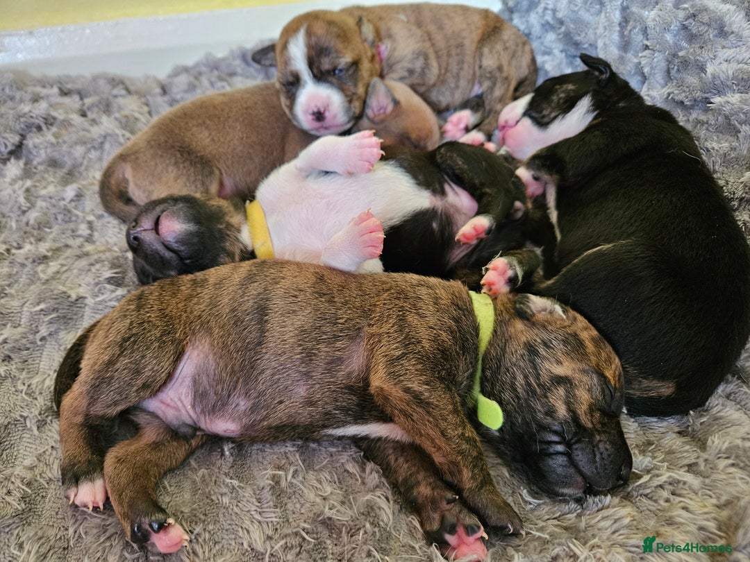 Mixed Breed dogs for sale: American Bulldog Cross Staffy puppies  - Image 30