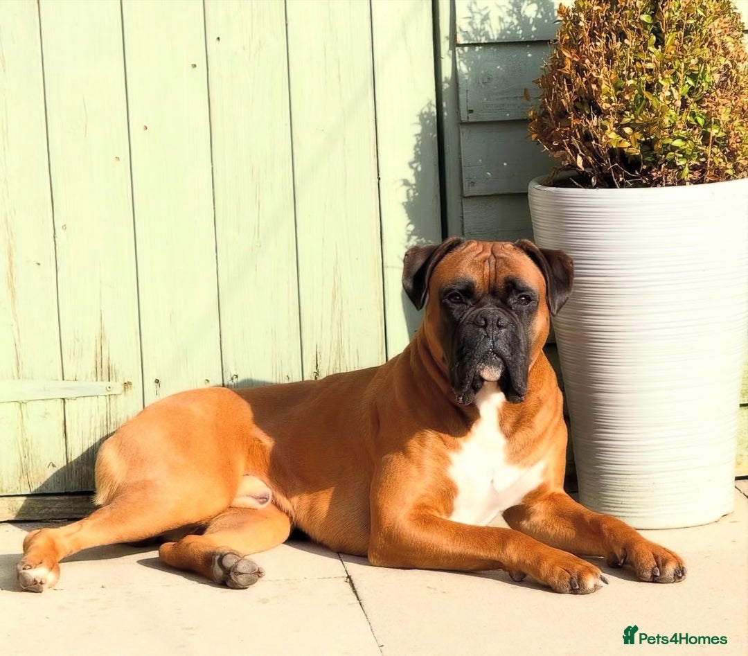 Boxer dogs for stud: KC Registered Boxer for Stud (Bobtail) - Advert 1