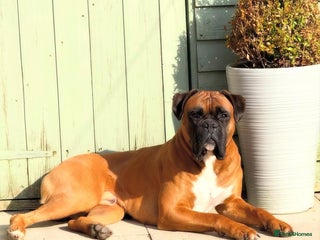 Boxer dogs KC Registered Boxer for Stud (Bobtail) - Advert 2