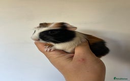 Guinea Pig rodents for sale: Beautiful Baby Guineapig For sale - Image 10