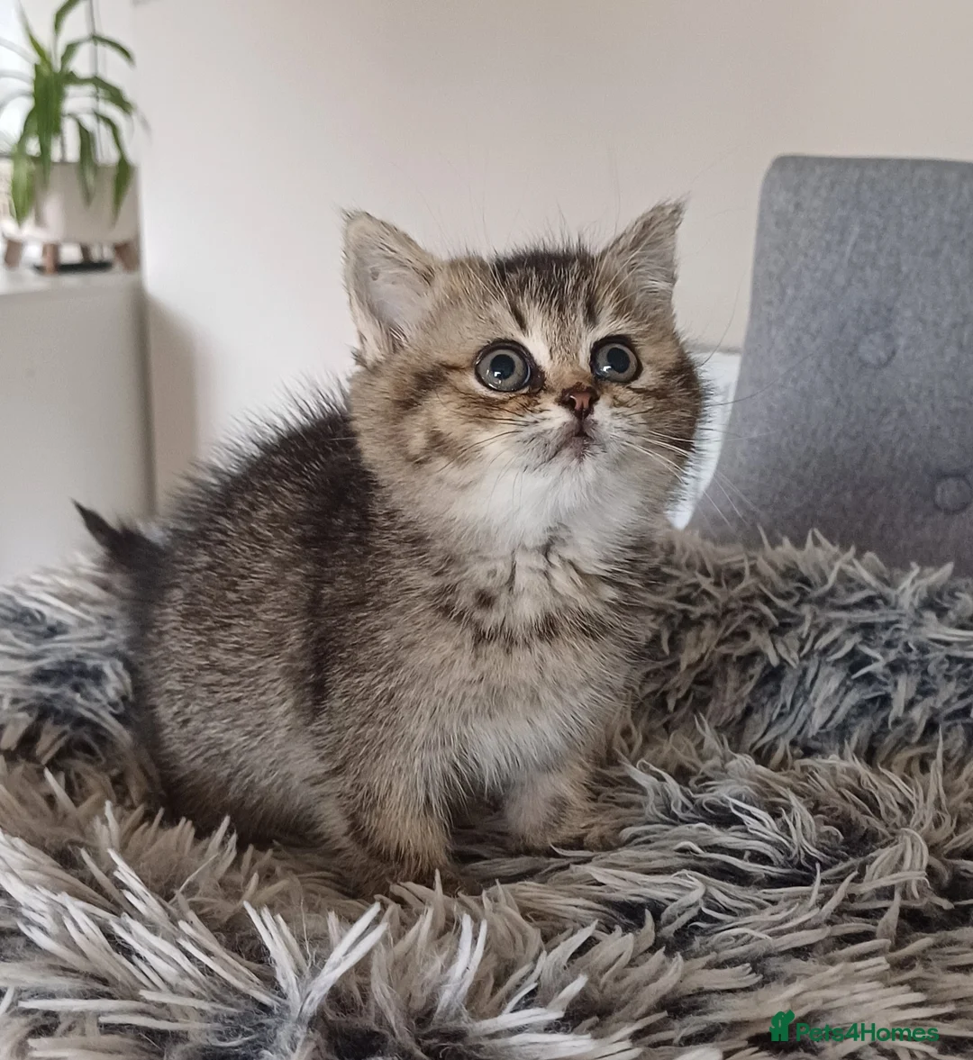 British Shorthair cats for sale: Beautiful TICA Scottish Straight and Fold kittens  - Advert 2