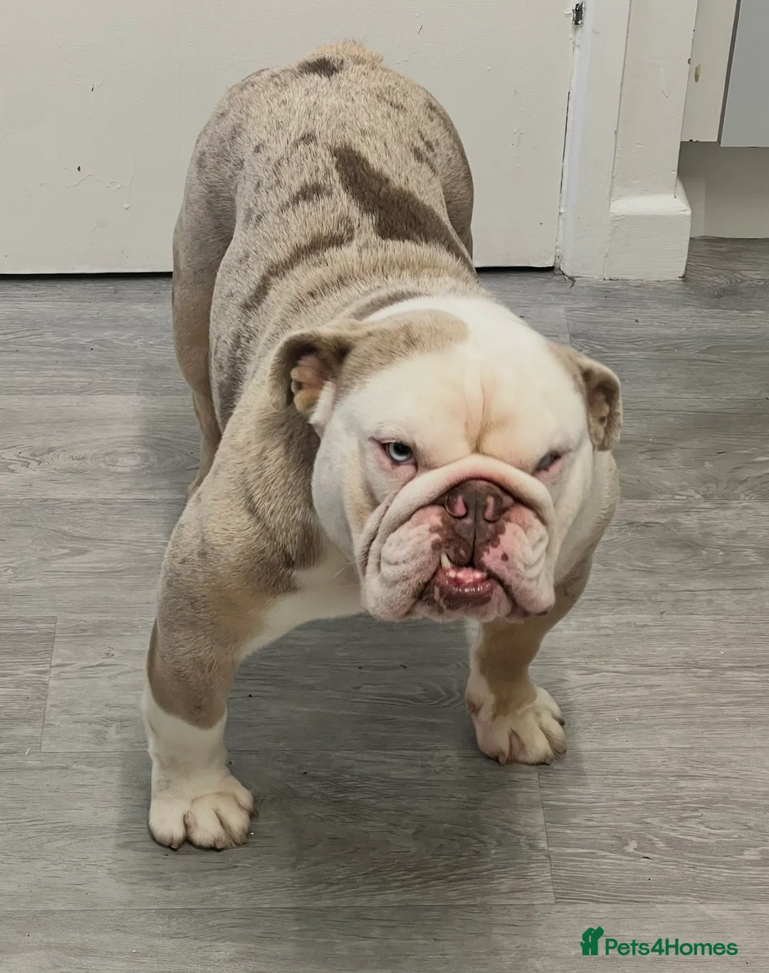 English Bulldog dogs for stud: For stud only - Advert 5