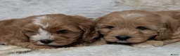 Cavapoo dogs for sale: Stunning F1 DNA Clear Cavapoo Puppies  - Advert 8