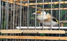 Finches birds for sale: Goldfinch for sale  - Image 25
