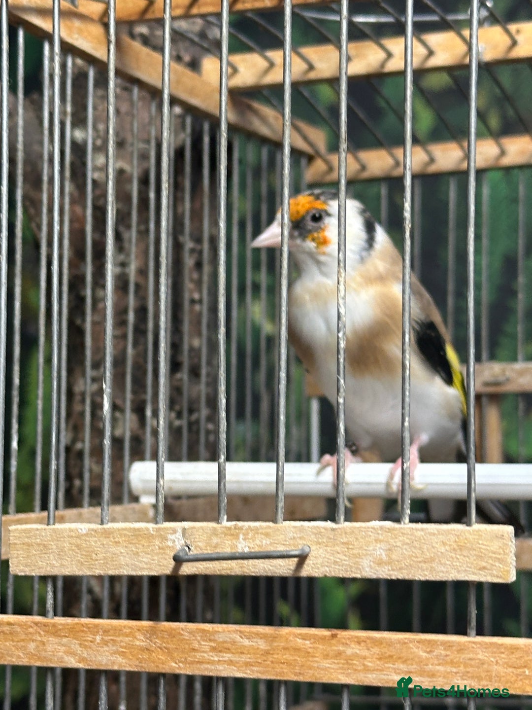Finches birds for sale: Goldfinch for sale  - Image 25