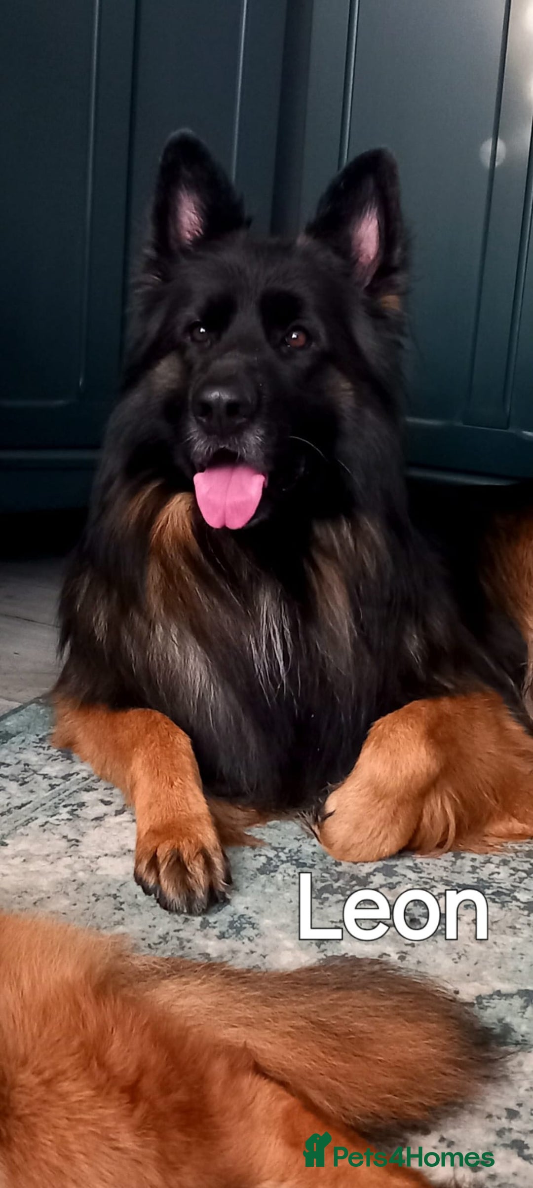 German Shepherd dogs for sale: Excellent Long-Haired German Shepherd Puppies. KC. - Image 31