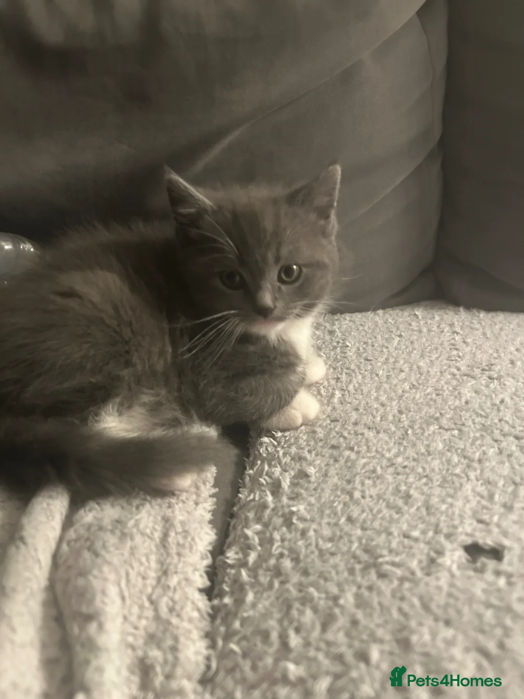 Mixed Breed cats for sale: 🐾 2X British Shorthair x Persian Male Kittens 🐾 in Nuneaton - Advert 2
