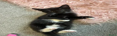 Mixed Breed 1