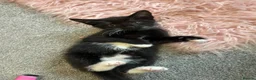 Mixed Breed cats for sale: 2 black and white Kittens  - Advert 8