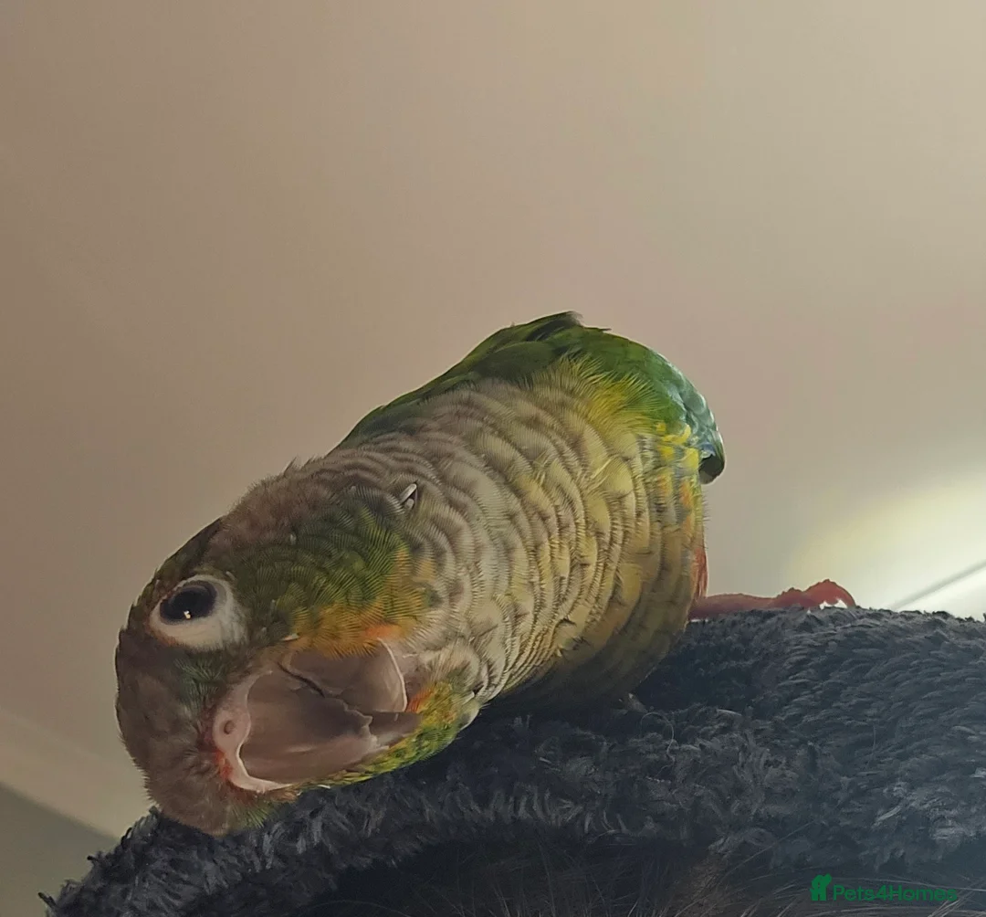 Conures birds for sale: Two beautiful funny Conures.  in Porth - Advert 4