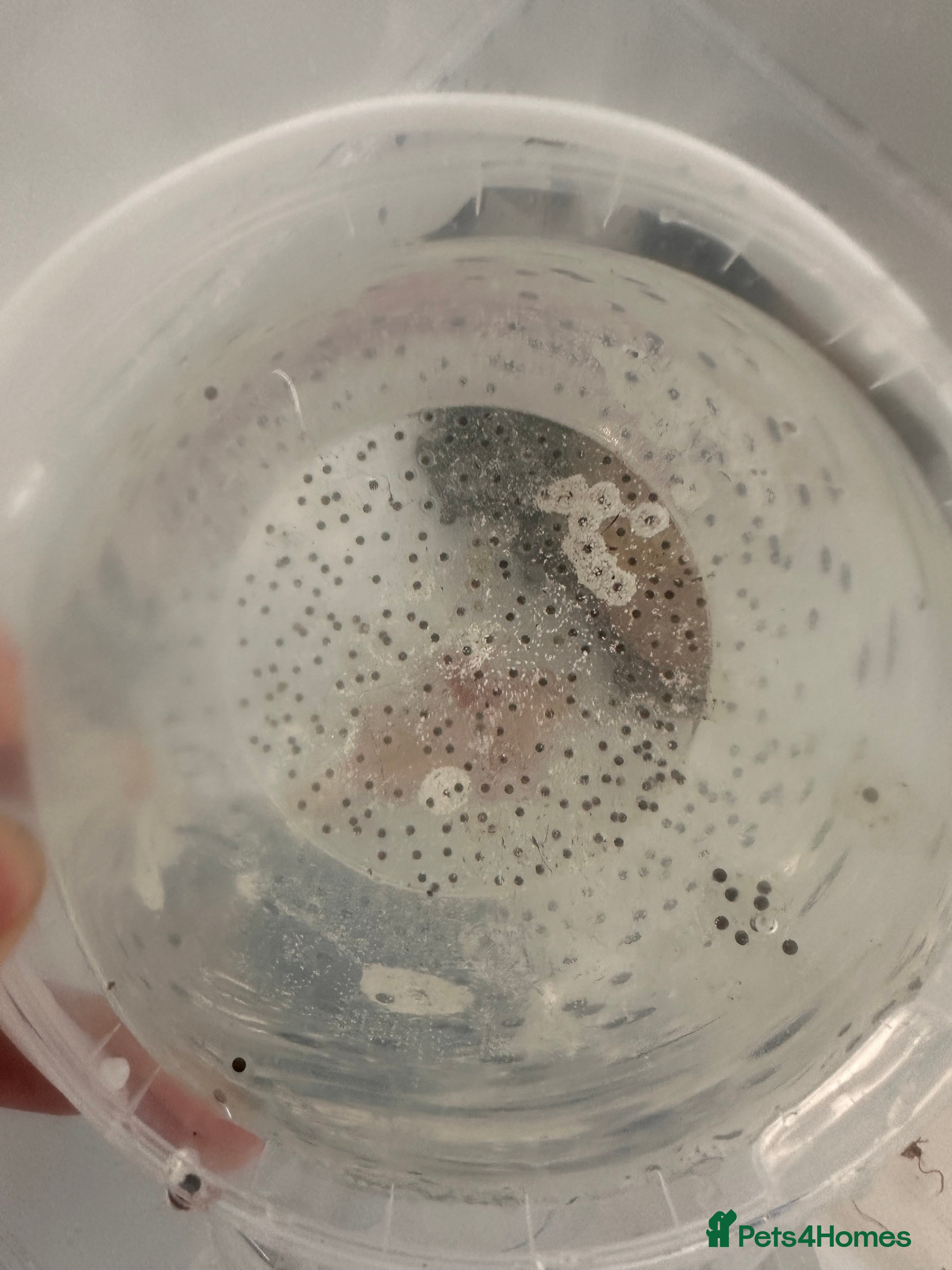 Axolotl reptiles 12 Axolotl eggs  - Advert 1