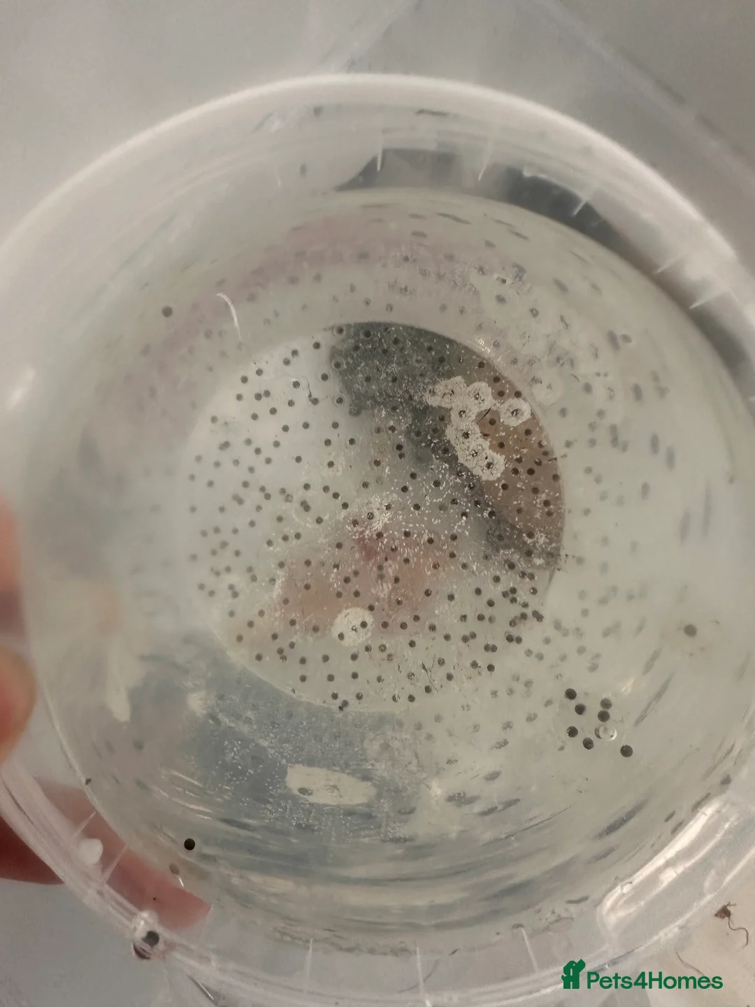 Axolotl reptiles for sale: 12 Axolotl eggs  - Advert 1