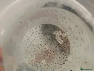 Axolotl reptiles 12 Axolotl eggs - Advert 1