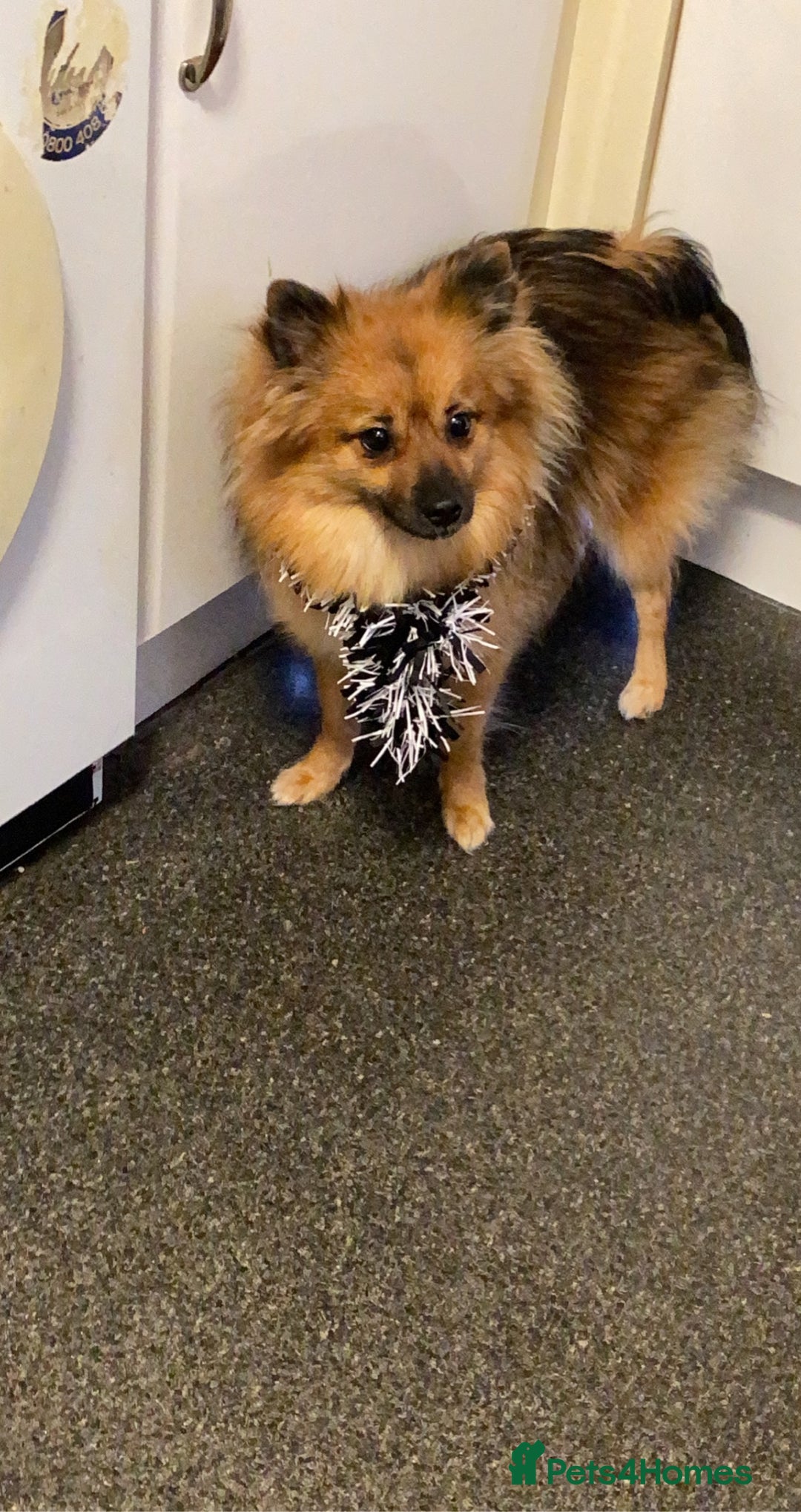 Pomeranian dogs for sale: ****7 Tri/parti Pom pups 3 girls left ** deposit - Image 15