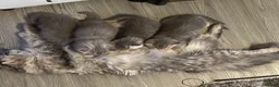 British Shorthair cats for sale: Amazing pure breed BSH/BLH - Advert 8
