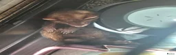 Ferret rodents for sale: EU cross ferret hob kit - 3 months old - Advert 3