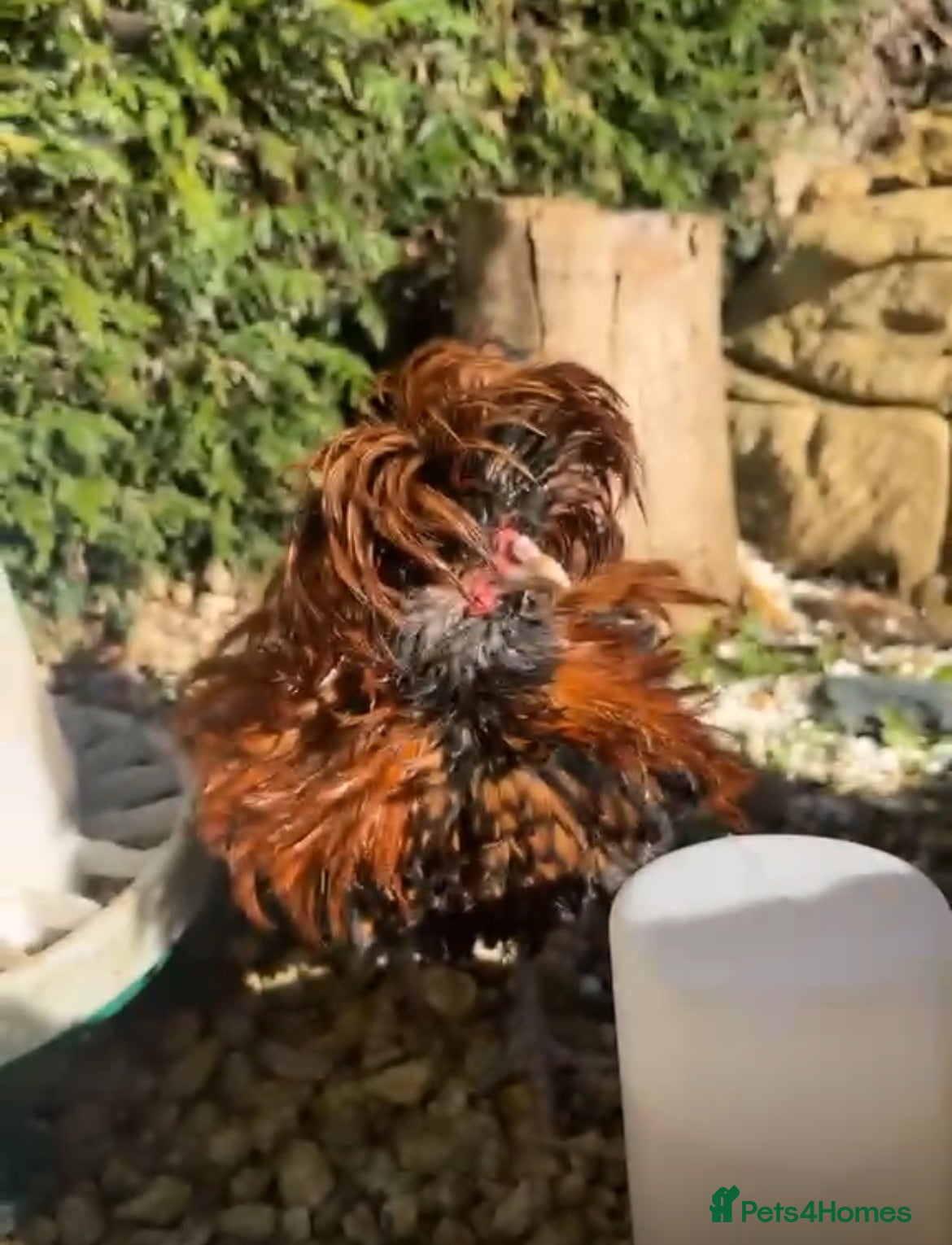 Chickens poultry Polish Bantam Rooster - Advert 8