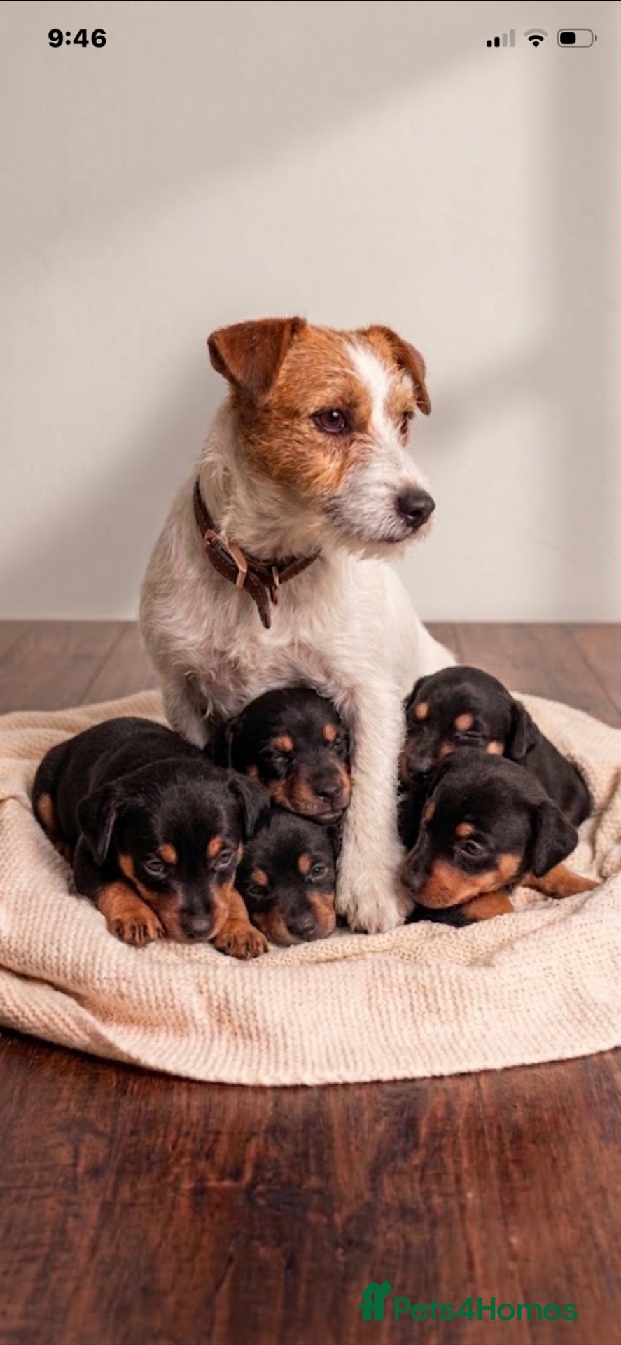 Jackshund dogs Beautiful litter of jackshund puppies - Advert 2