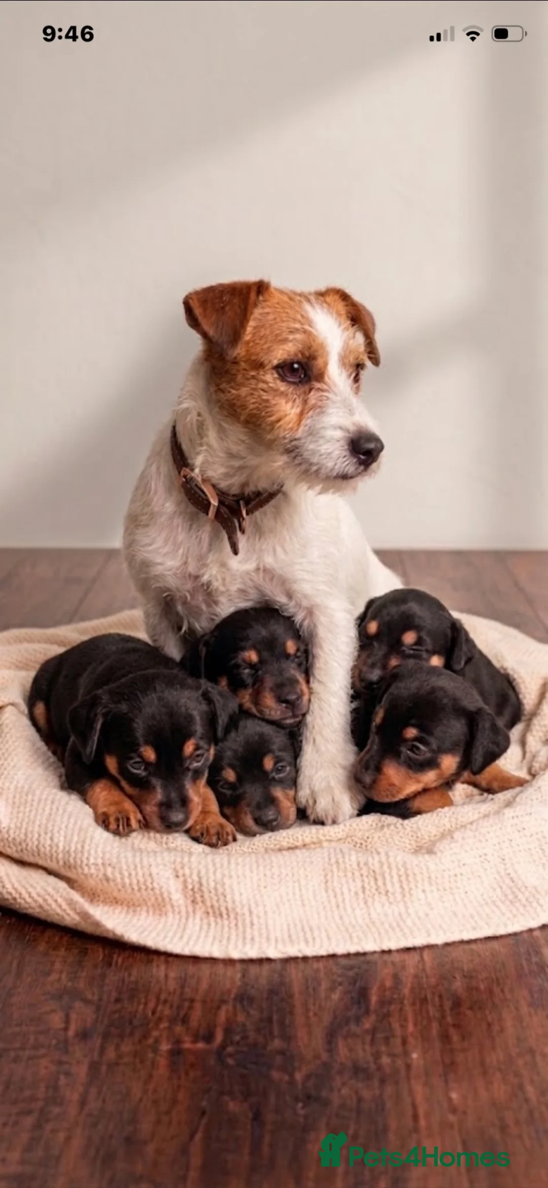 Jackshund dogs for sale: Beautiful litter of jackshund puppies in Stourport-on-Severn - Advert 2
